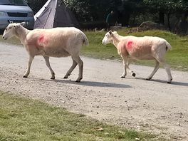 Sheep at the site