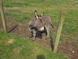 Gorgeous donkeys