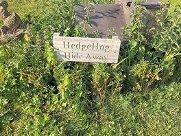 Hedgehogs hide away