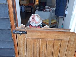 Dog friendly