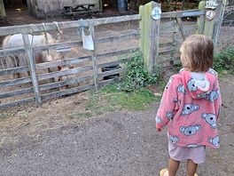 Animals