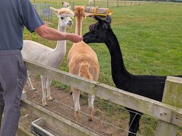 Feeding the llamas