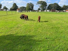 Visiting the neighbours