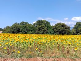 Campo di girasoli all'ingresso