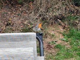 Friendly visiter