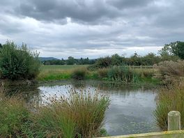 Duck pond in big field