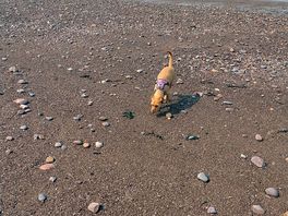 Beach near by for the dogs.