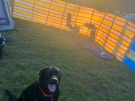 Our dog and the sunset