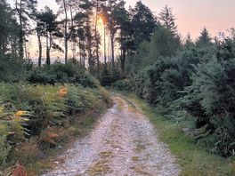 Walks