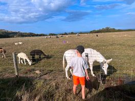 Open view of countryside and my grandson making a friend