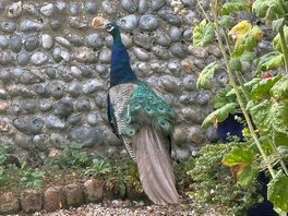 Peacocks crossing in the village