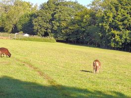 Sheep in the field.