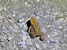 Toad on river walk