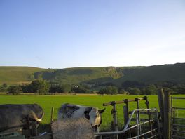 Cows in nearby fields