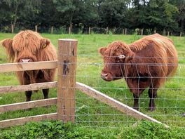 Highland cattle.