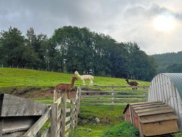 Alpacas.