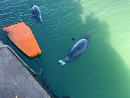 Seals being fed