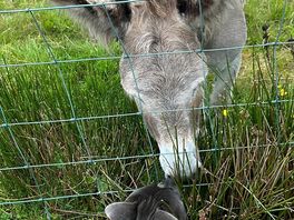 Very friendly donkey who the dog fell in love with!!!