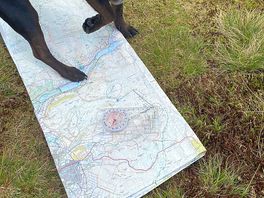 Dog got us lost