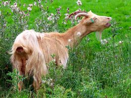 Wild boar park