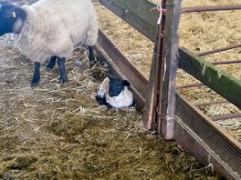 Farm tpur