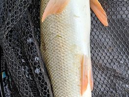 Barbel