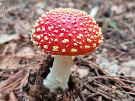 Mushrooms everyhwere!