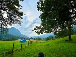 Zwierzątka obok campingu