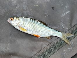 Fish caught!