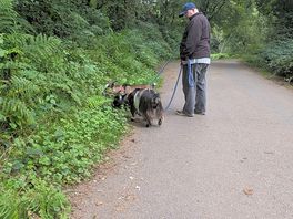Walking the goats.