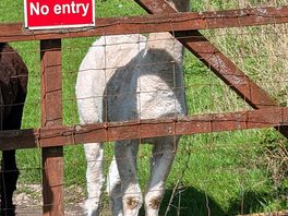 Alpacas neighbours