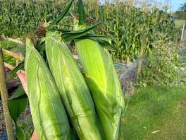 Fresh corn