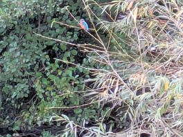 The kingfisher