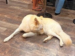 Toby. my big dog, was super comfy - which is the best proof of good vibes!