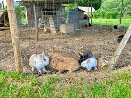 Pet rabbits