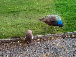 Peacocks visiting our pitch in the morning