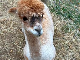 Alpaca