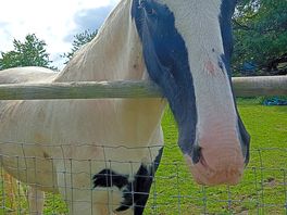 Animals on site