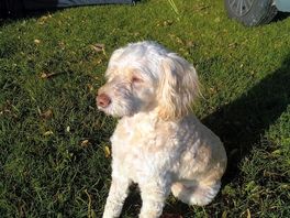 Rambo the dog