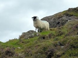 Wandeling naar het meer 🐏