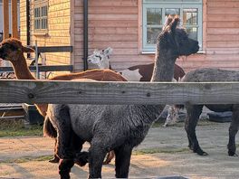 Alpacas