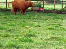 Highland cow