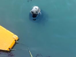 Seals at eyemouth