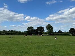 Cows in the field next to our pitch