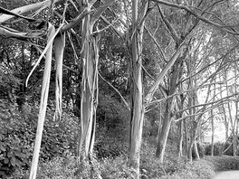 Rainbow eucalyptus trees