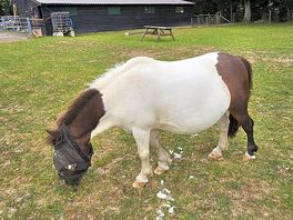 The miniature horse