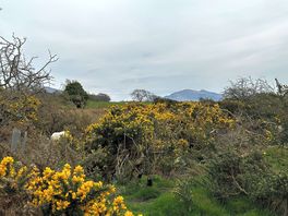 View from back field and where the sheep come to greet you.