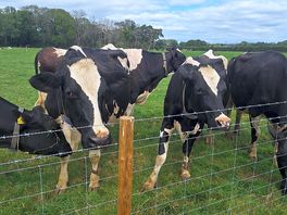 At the milkshake farm