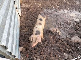 Pigs in the yard