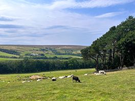 Some woolly friends